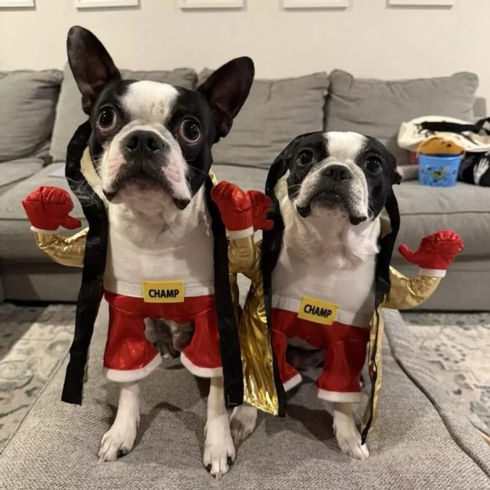 🎃 Halloween Pet Custom Boxer Champ Outfit for Dogs Hyde & EEK Boxer Outfit SMALL - Picture 4 of 12